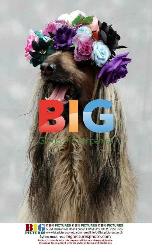 Afghan Hound Wearing Bonnet