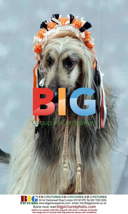 Afghan Hound Shula Wearing Bonnet