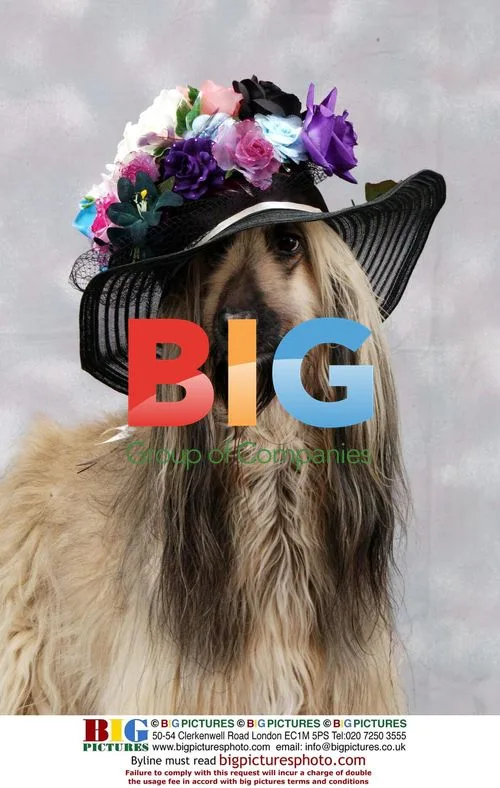 Afghan Hound Shula Wearing Bonnet