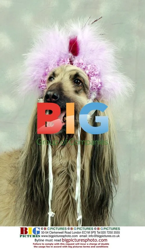 Afghan Hound Shula Shows Off Bonnets