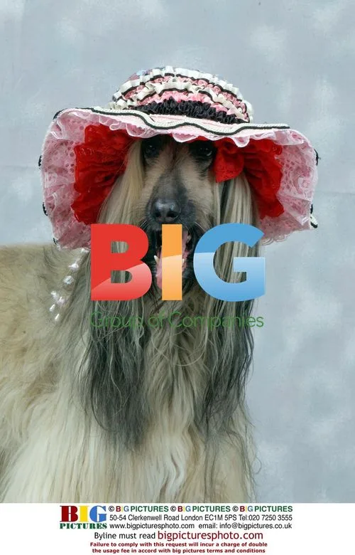 Afghan Hound Shula Wears Bonnet