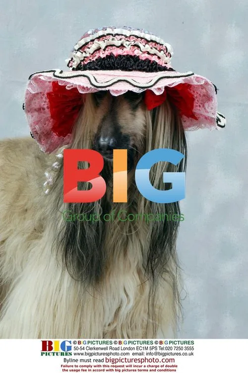 Afghan Hound Shula in Bonnet