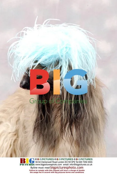 Afghan Hound Shula Wears Stylish Bonnet