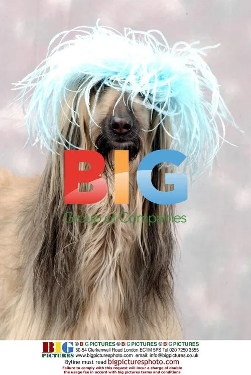 Shula the Afghan Hound in Bonnet