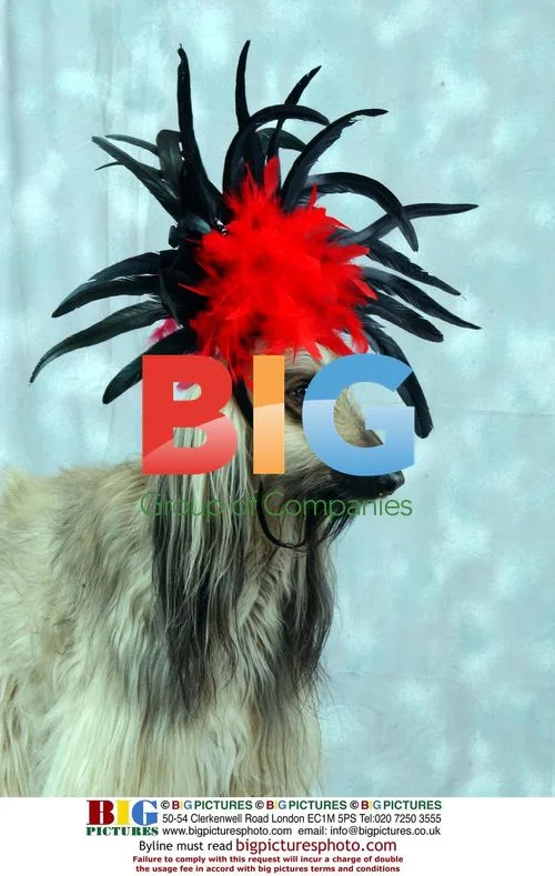 Afghan Hound Shula Wearing Bonnet