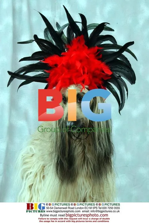 Shula the Afghan Hound Loves Her Bonnets