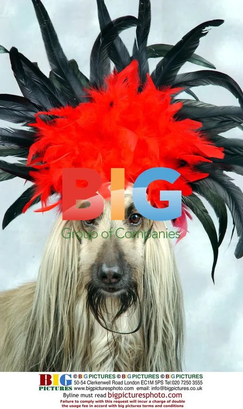 Afghan Hound Shula Wears Bonnet