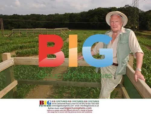 David Sheperd at Tiger Maize, Sussex