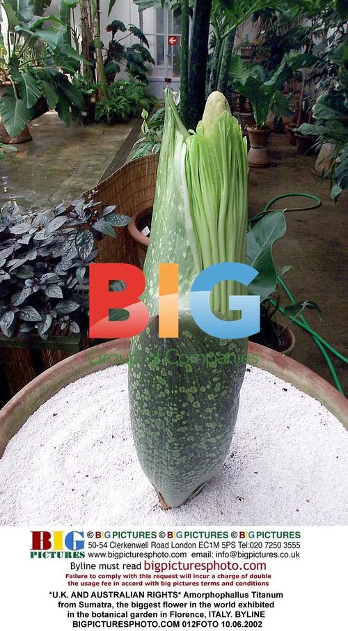 World's Largest Flower Exhibited in Florence