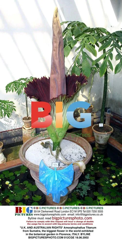 Largest flower in the world exhibited in Florence