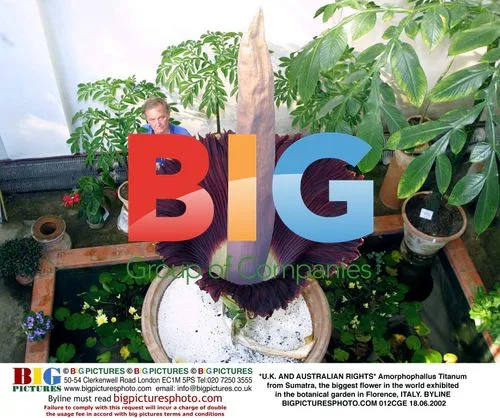Rare Amorphophallus Titanum flower on display