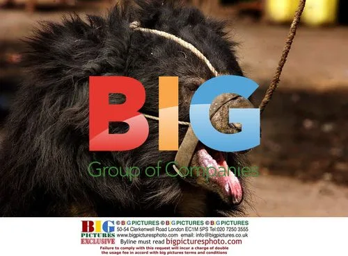 Sloth bears perform at India truck stop