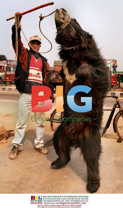Sloth bears perform at truck stop in India