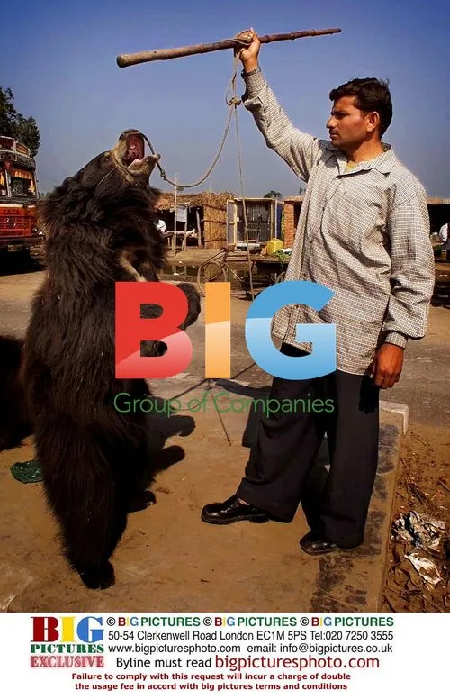 Dancing sloth bears at truck stop in Kosi