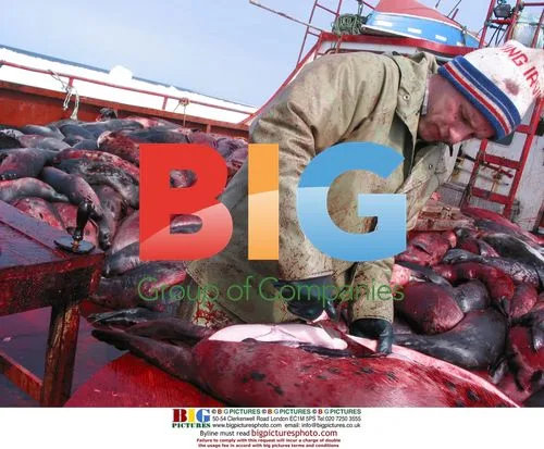 Corey Burton seals hunt in Newfoundland