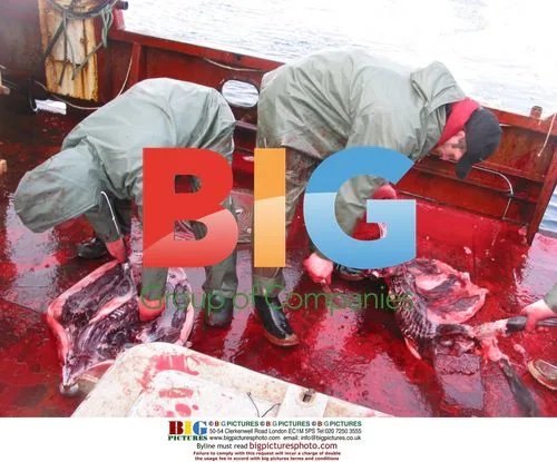 Brothers Bath hunting seals on the Northern Pride
