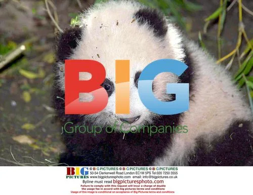 San Diego Zoo's new giant panda cub