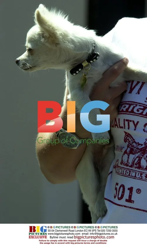 Kym's New Dog Ryder