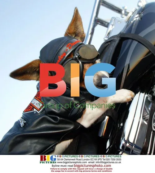 Kia the Jack Russell on Harley Motorcycle