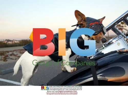 Jack Russell Terrier dog rides on Harley in CA