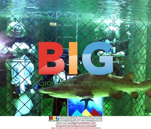 Underwater Wedding in Shark Pool