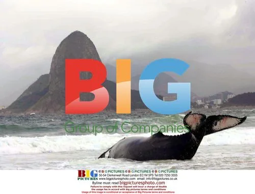 Beached Humpback Whale in Brazil
