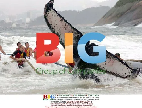 Stranded Humpback Whale in Rio