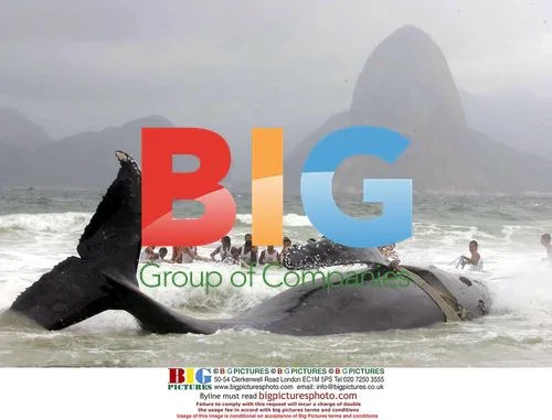 Beached Humpback Whale in Brazil