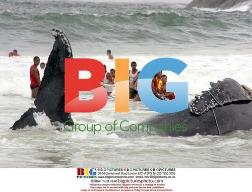 Rescue Efforts for Beached Humpback Whale in Brazil