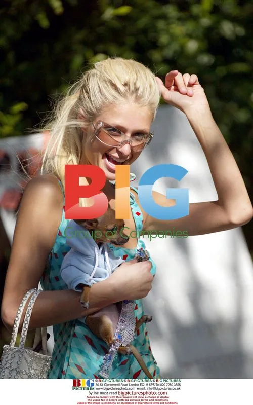 Paris Hilton Searches for Lost Chihuahua