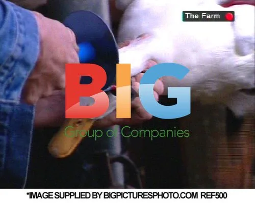 Celebrities on 'The Farm' TV show