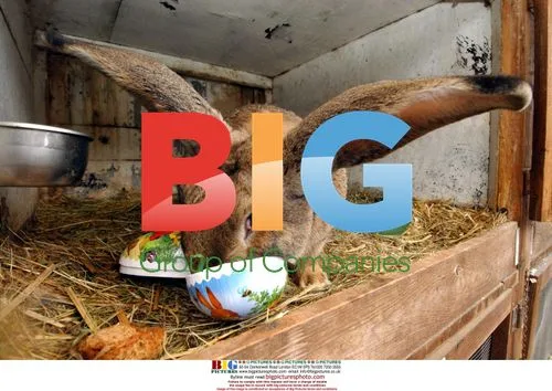 Giant Rabbit Rudi Rammler at Easter