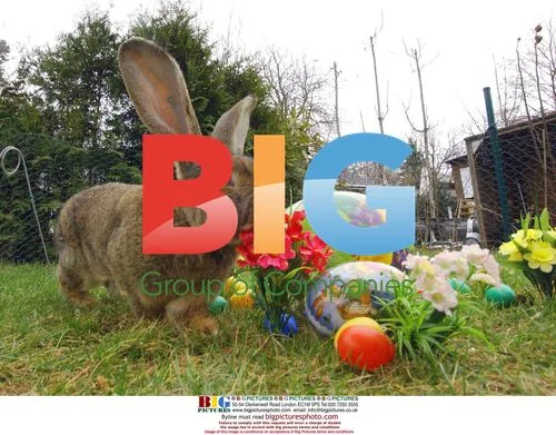 Giant Rabbit Rudi Rammler at Easter Event