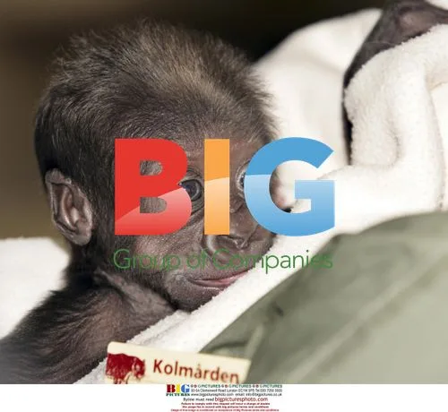 Newborn Gorilla Enzo Meets the Press