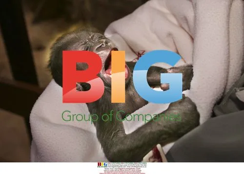 Gorilla-baby Enzo Meets Press