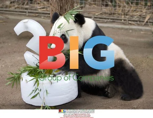 Giant Panda Mei Sheng Celebrates Birthday at San Diego Zoo