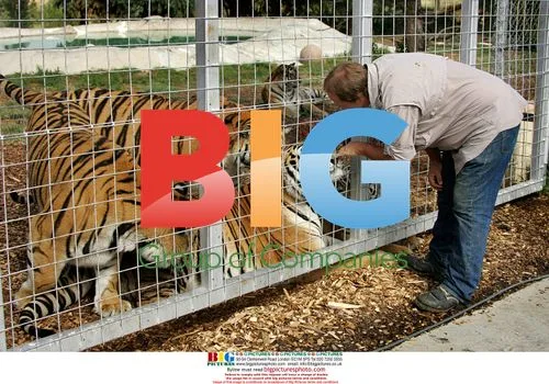 Tigers Act Like Kittens at Wildlife Center