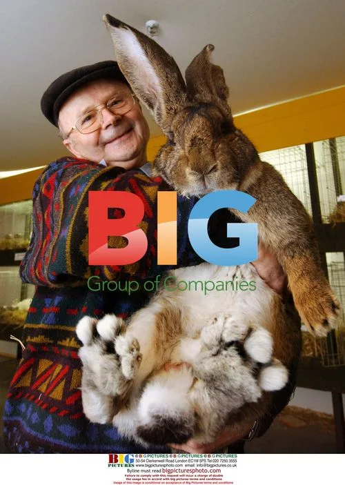 Giant Rabbit Held by Owner