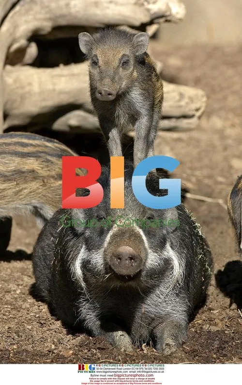 Visayan Warty Pig Piglet at San Diego Zoo