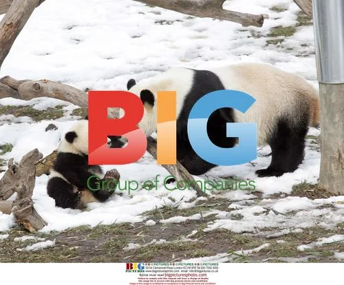 Panda Mei Xiang plays with son Tai Shan