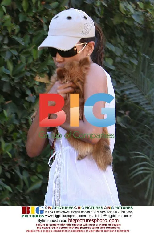 Catwoman Saves Dog in West Hollywood