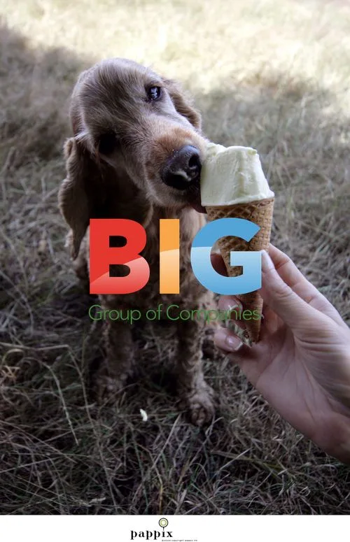 Cocker Spaniel Cools Down with Ice Cream