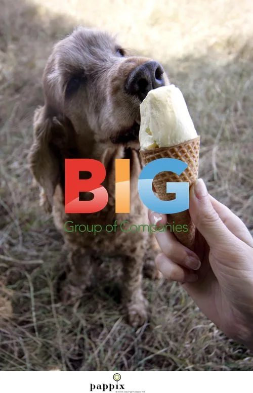 Cocker Spaniel Cools Down with Ice Cream