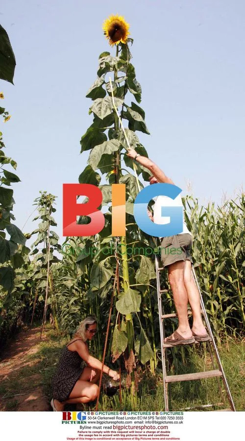 Italian Farmer's Sunflowers Reach 5.2 Meters with Wine Mix
