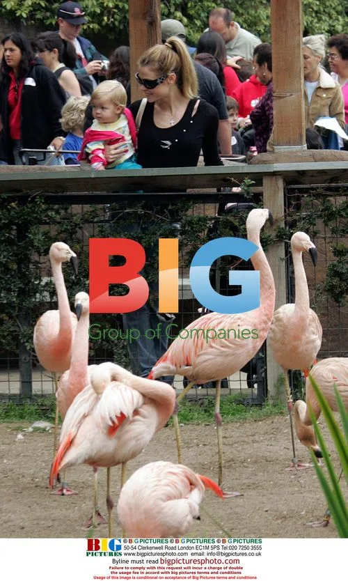 Denise Richards with daughters at the zoo