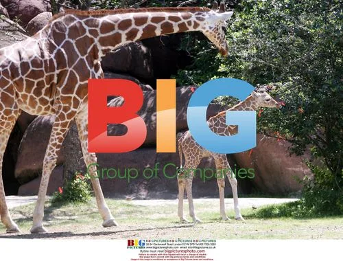 Baby Giraffe Makes Debut at St. Louis Zoo