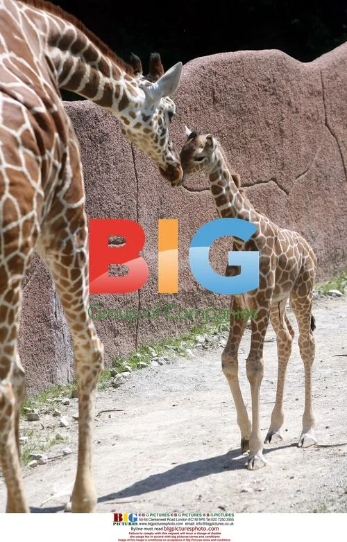 New Baby Giraffe Debuts at St. Louis Zoo