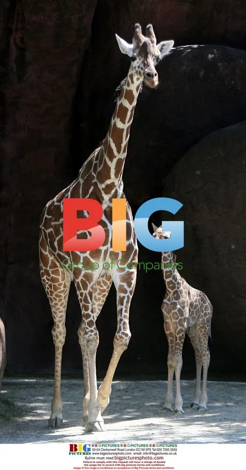 Newborn male giraffe debuts at St. Louis Zoo