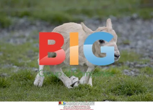 Newborn Addax calf born in Canada