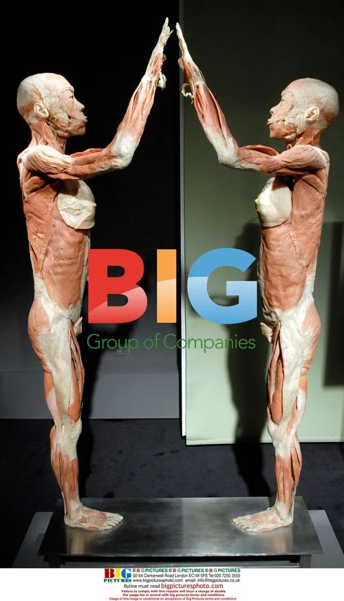 Bodies Exhibition Specimens